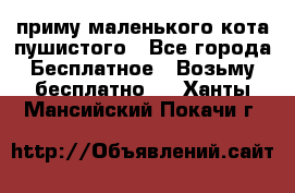 приму маленького кота пушистого - Все города Бесплатное » Возьму бесплатно   . Ханты-Мансийский,Покачи г.